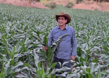 Avanza la siembra nacional con apoyo de productores, cooperativas y sistemas de riego