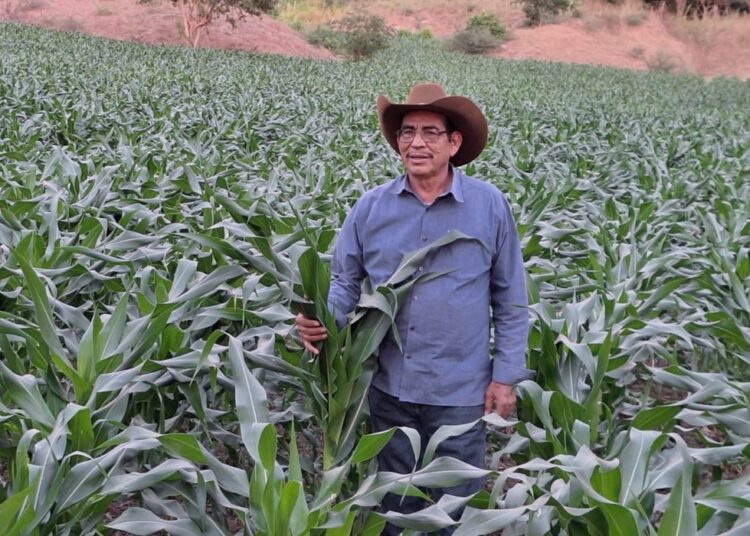 Avanza la siembra nacional con apoyo de productores, cooperativas y sistemas de riego