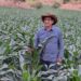 Avanza la siembra nacional con apoyo de productores, cooperativas y sistemas de riego