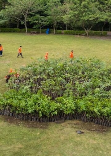Miles de árboles serán sembrados en El Espino y Parque Bicentenario durante jornada ambiental
