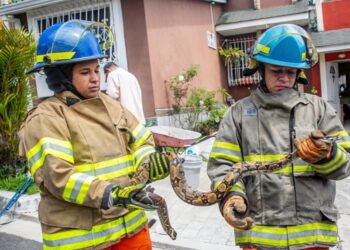 Bomberos rescataron y liberaron 346 serpientes en los primeros meses de 2026