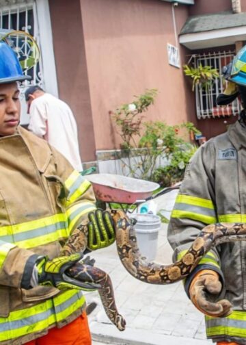 Bomberos rescataron y liberaron 346 serpientes en los primeros meses de 2026
