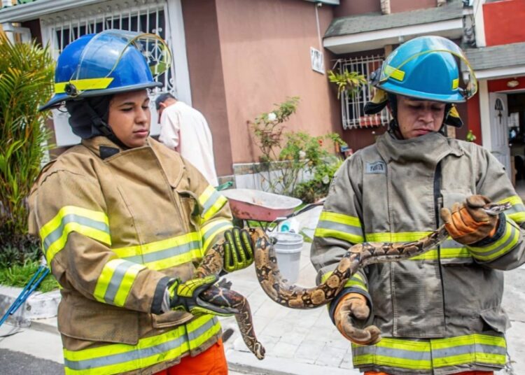 Bomberos rescataron y liberaron 346 serpientes en los primeros meses de 2026