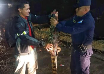Rescatan cocodrilo que deambulaba por una colonia de San Juan Opico