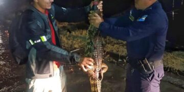 Rescatan cocodrilo que deambulaba por una colonia de San Juan Opico