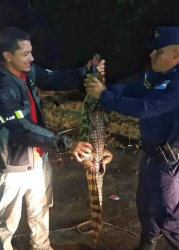 Rescatan cocodrilo que deambulaba por una colonia de San Juan Opico