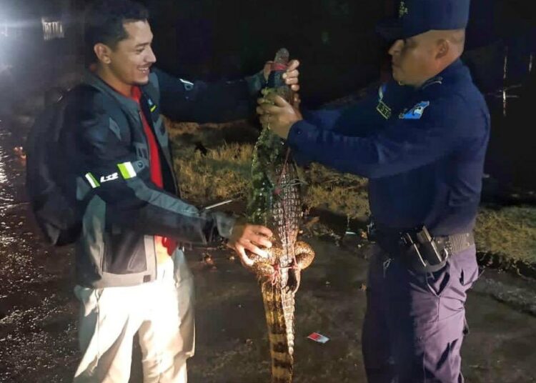 Rescatan cocodrilo que deambulaba por una colonia de San Juan Opico