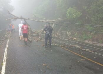 Paso cerrado por caída de árboles en carretera hacia Tamanique