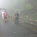 Paso cerrado por caída de árboles en carretera hacia Tamanique