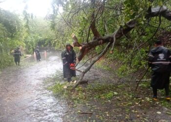 Habilitan paso hacia Comasagua tras retiro de árbol que cayó sobre la vía
