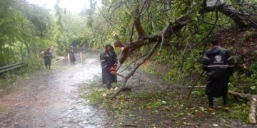Habilitan paso hacia Comasagua tras retiro de árbol que cayó sobre la vía