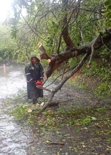 Habilitan paso hacia Comasagua tras retiro de árbol que cayó sobre la vía