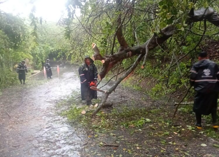 Habilitan paso hacia Comasagua tras retiro de árbol que cayó sobre la vía