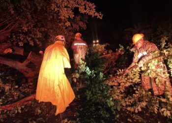 Soldados retiran árbol caído en vía de Zacatecoluca