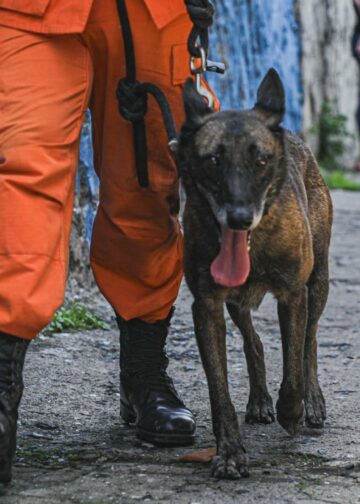 Binomios caninos listos para ejecutar misión humanitaria en Venezuela