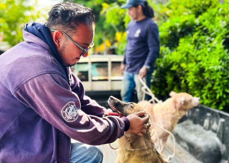 Autoridades intervienen vivienda y ponen bajo resguardo a dos perros en San Salvador