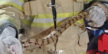 Bomberos alerta por presencia de serpientes en viviendas y espacios públicos durante la época lluviosa