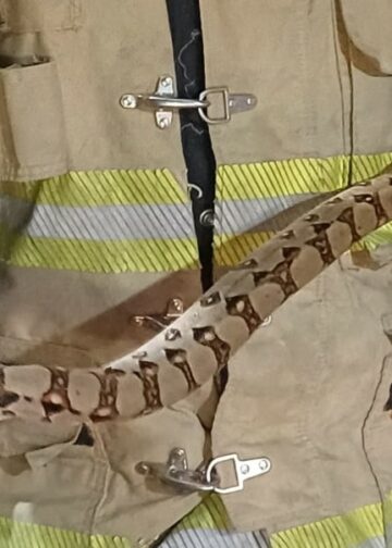 Bomberos alerta por presencia de serpientes en viviendas y espacios públicos durante la época lluviosa