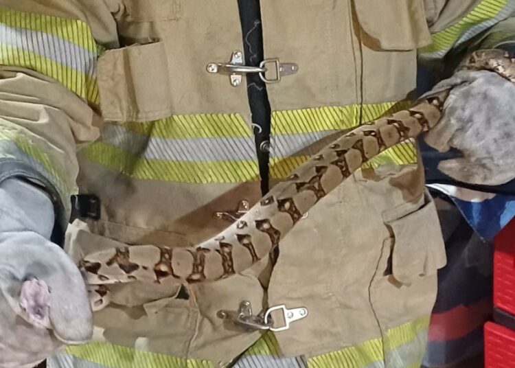 Bomberos alerta por presencia de serpientes en viviendas y espacios públicos durante la época lluviosa