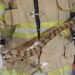 Bomberos alerta por presencia de serpientes en viviendas y espacios públicos durante la época lluviosa