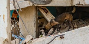 Caninos de USAR El Salvador buscan bajo escombros a víctimas de los terremotos en Venezuela