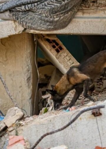 Caninos de USAR El Salvador buscan bajo escombros a víctimas de los terremotos en Venezuela
