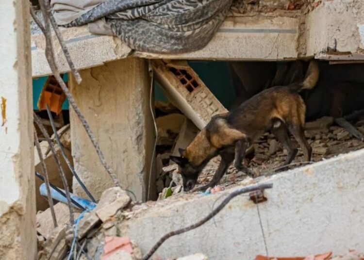 Caninos de USAR El Salvador buscan bajo escombros a víctimas de los terremotos en Venezuela