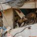 Caninos de USAR El Salvador buscan bajo escombros a víctimas de los terremotos en Venezuela