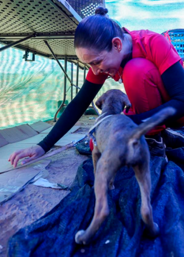 Fundación «Canes Guerreros» lleva ayuda médica a las mascotas afectadas por los terremotos de Venezuela