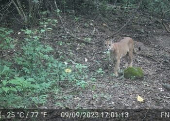 Aprueban acuerdo internacional que fortalecerá la protección de felinos en El Salvador
