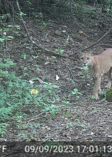 Aprueban acuerdo internacional que fortalecerá la protección de felinos en El Salvador