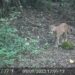 Aprueban acuerdo internacional que fortalecerá la protección de felinos en El Salvador