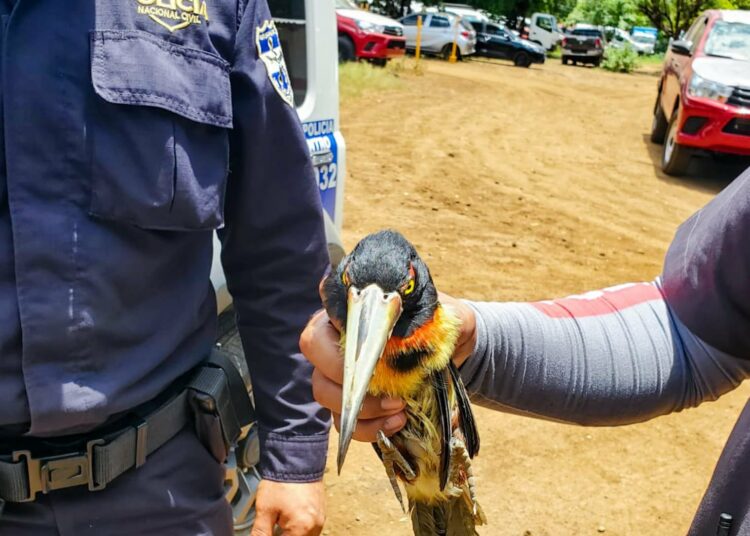 Tucán herido es rescatado tras ser encontrado en el techo de una empresa en San Miguel
