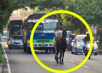 Caballos sueltos sorprenden a salvadoreños en Bulevar del Ejército