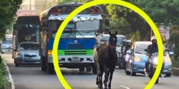 Caballos sueltos sorprenden a salvadoreños en Bulevar del Ejército