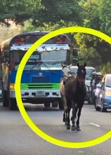Caballos sueltos sorprenden a salvadoreños en Bulevar del Ejército
