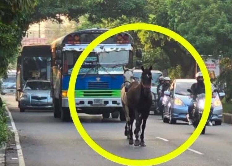 Caballos sueltos sorprenden a salvadoreños en Bulevar del Ejército