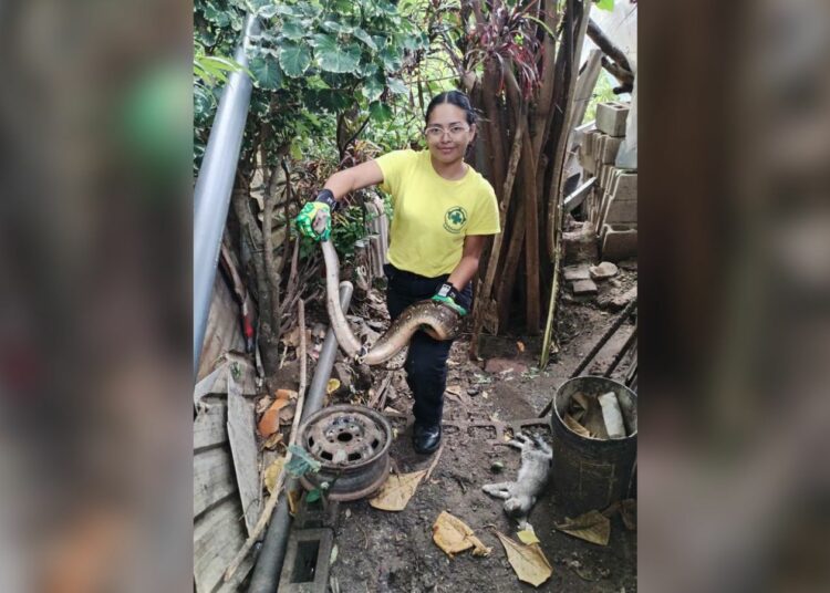 Serpiente atacó a unos gatos en Zaragoza