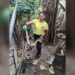 Serpiente atacó a unos gatos en Zaragoza