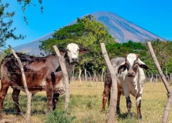 Presidente de PROLECHE reconoce estrategias del Gobierno para impulsar la ganadería