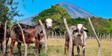 Presidente de PROLECHE reconoce estrategias del Gobierno para impulsar la ganadería