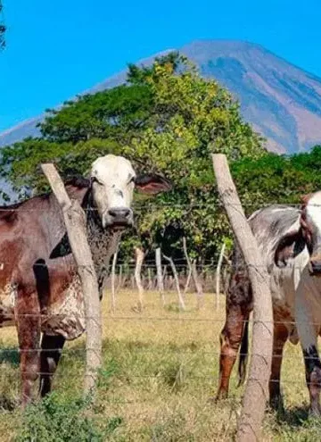 Presidente de PROLECHE reconoce estrategias del Gobierno para impulsar la ganadería