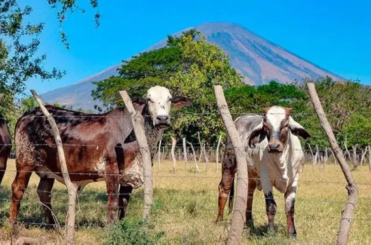 Presidente de PROLECHE reconoce estrategias del Gobierno para impulsar la ganadería