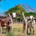 Presidente de PROLECHE reconoce estrategias del Gobierno para impulsar la ganadería