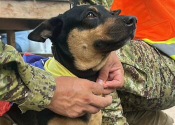 Fénix, la perrita rescatada en Venezuela, será entrenada para salvar vidas junto a la Unidad Humanitaria de Rescate