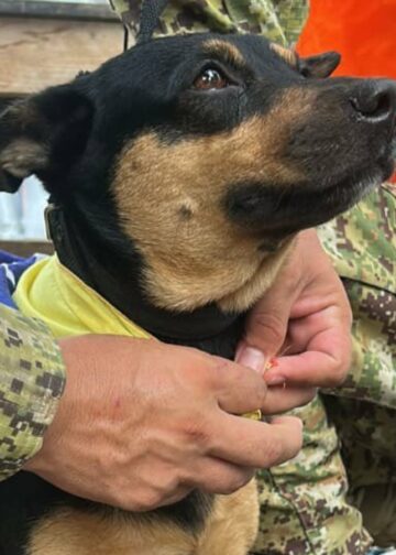 Fénix, la perrita rescatada en Venezuela, será entrenada para salvar vidas junto a la Unidad Humanitaria de Rescate