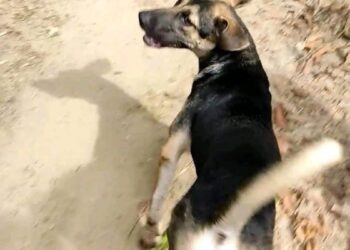 La increíble historia de “Guardián”, el perro que encontró a una niña desaparecida en Honduras