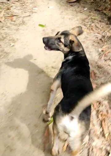 La increíble historia de “Guardián”, el perro que encontró a una niña desaparecida en Honduras