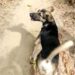La increíble historia de “Guardián”, el perro que encontró a una niña desaparecida en Honduras