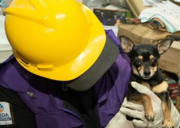 Dos perros rescatados con vida devuelven la esperanza en medio de la tragedia por el terremoto en Colombia